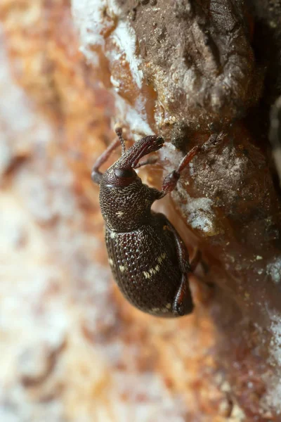 Çam Bitleri Hylobius Pinastri Tahtada — Stok fotoğraf