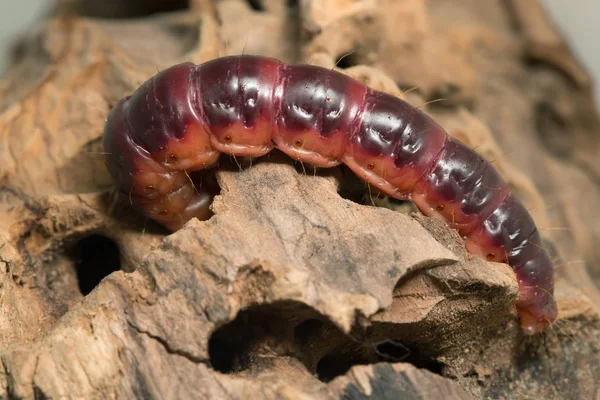 Kozí Můra Cossus Cossus Larva Chystá Vlézt Dřevěného Kmene — Stock fotografie
