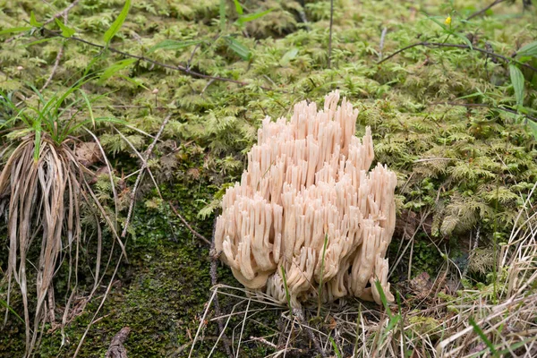 Koraalzwam Ramaria Pallida Groeiend Onder Mos — Stockfoto