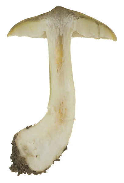 Polovina Tricholoma Guldeniae Izolované Bílém Pozadí — Stock fotografie