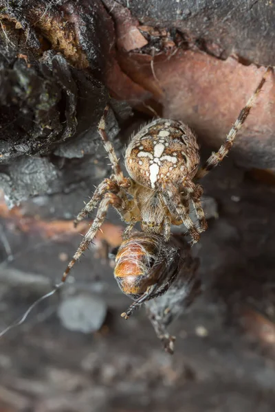 Avrupa Bahçe Örümceği Araneus Diadematus Böcekle Besleniyor — Stok fotoğraf