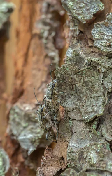 木材上のリブ付きの松のボーダー ラギウムのお問い合わせをマッチング — ストック写真