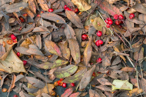 Fallen Rowan Berries Leafs Rock Autumn — Stock Photo, Image