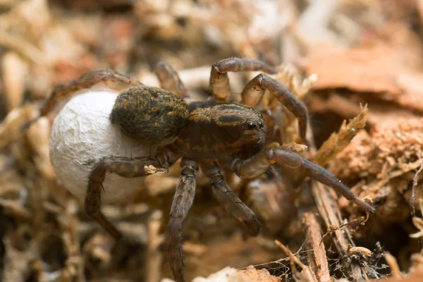 Macro Foto Una Araña Lobo Hembra Con Saco Huevo —  Fotos de Stock