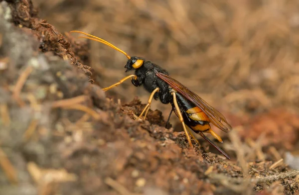 Dişi dev orman yaban arısı, Urocerus gigas köknar ağacına yumurta bırakıyor.