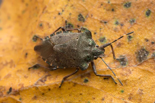 Bronze Shieldbug Troilus Luridus Folha Vidoeiro Outono — Fotografia de Stock