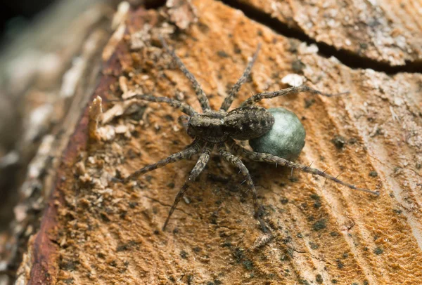 Aranha Lobo Manchada Feminina Pardosa Amentata Com Berinjela Madeira — Fotografia de Stock