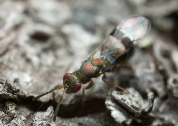 Foto Macro Una Avispada Tiza Chalcidoidea Madera —  Fotos de Stock