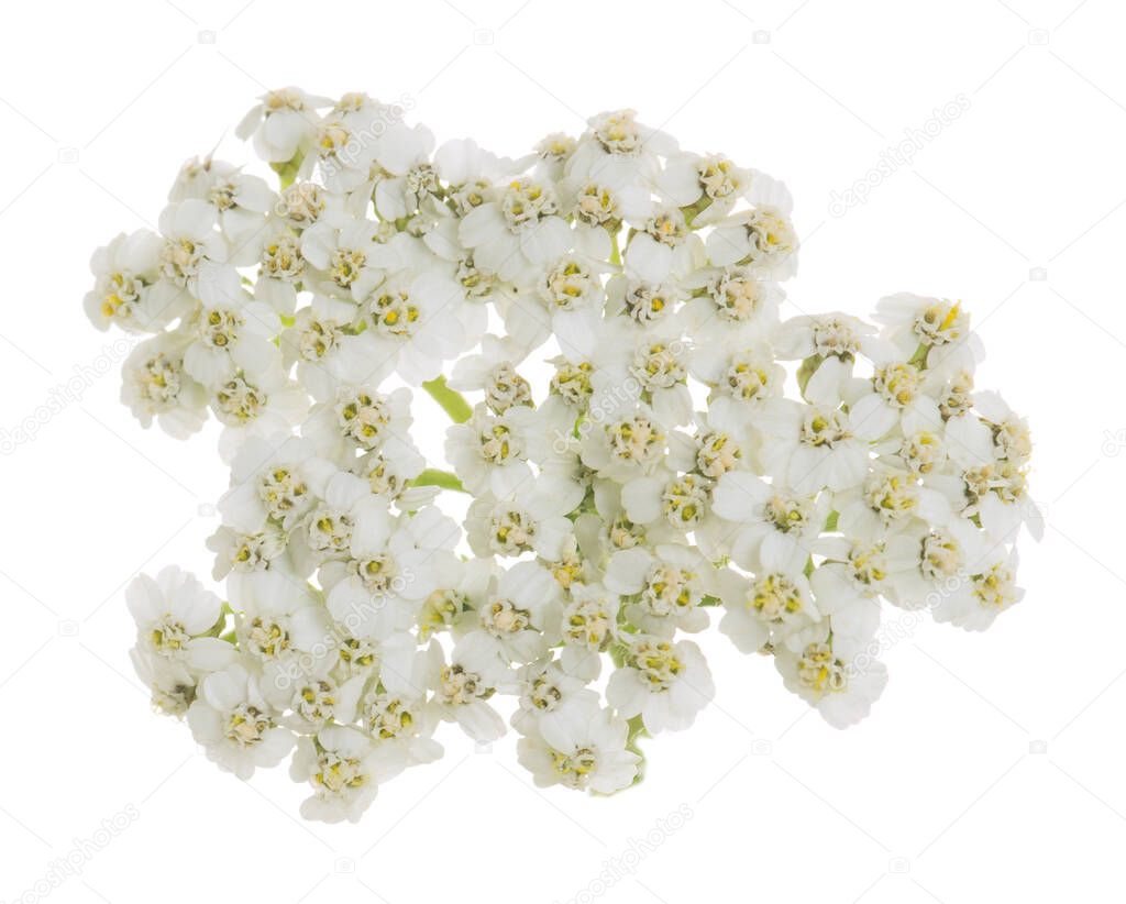 Common yarrow flower isolated on white background