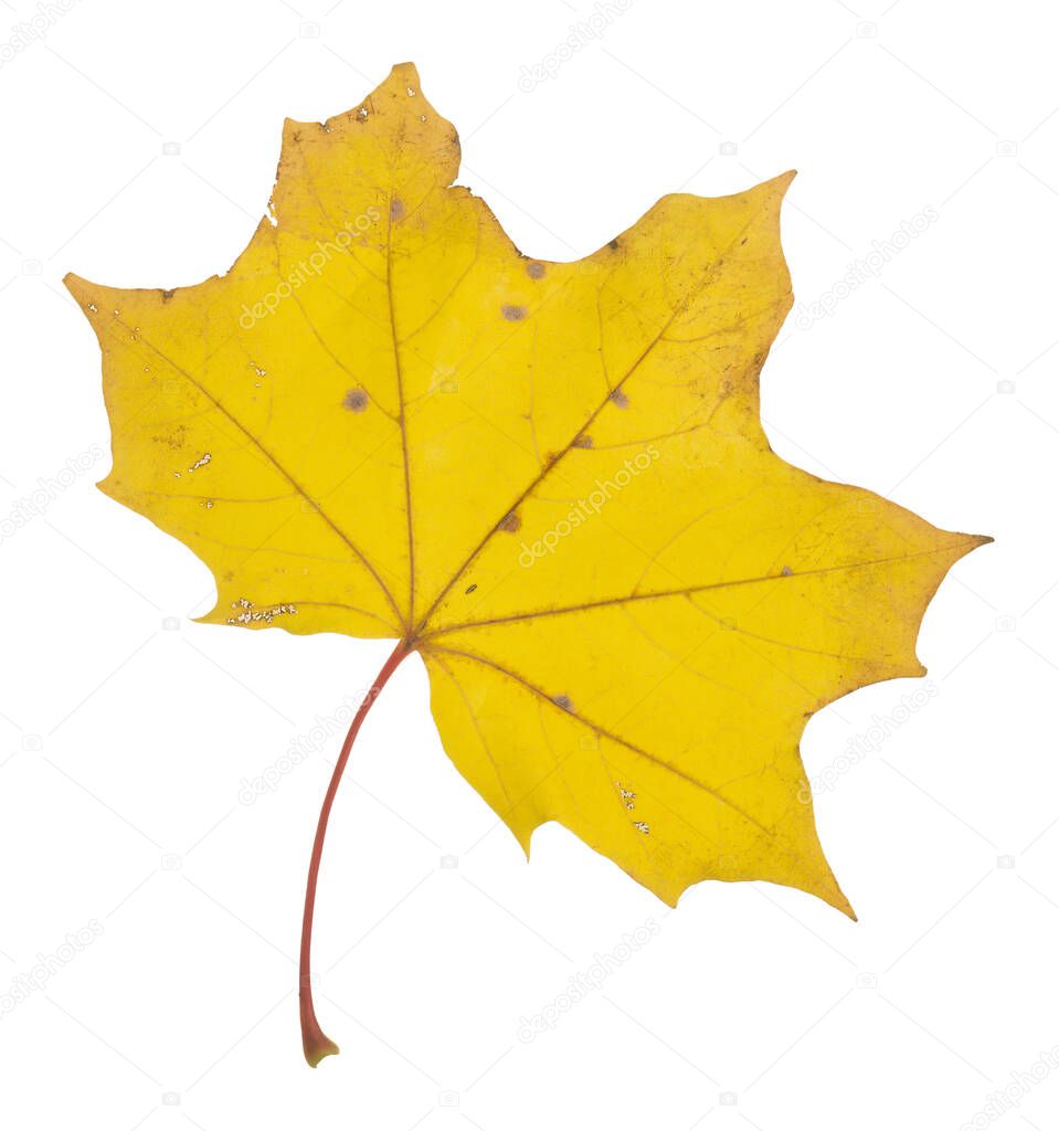 Closeup of a norway yellow maple, Acer platanoides leaf isolated on white background 
