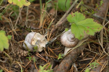 Doğal ortamda yenilebilir Burgundi salyangozları, Helix pomatia.