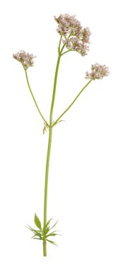 Valerian, Valeriana sambucifolia beyaz arka planda izole edilmiş.