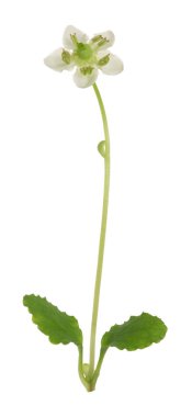 Tek çiçekli keklik üzümü, Mones birliği beyaz arka planda izole edilmiş.