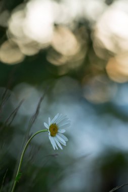 Çiçekli öküz gözlü papatya, arka planda yansımalar.