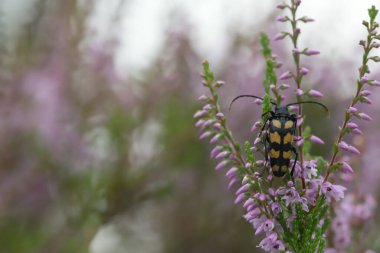 Longhorn böceği, Leptura dörtlüsü fundalıkta.