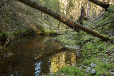 Dere ve devrilmiş ağaçlarla el değmemiş doğal orman