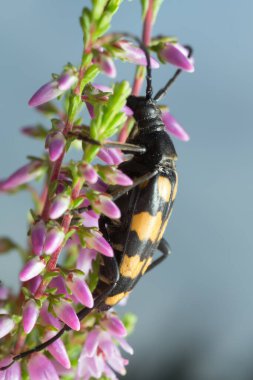 Longhorn böceği, Leptura dörtlüsü fundalıkta.