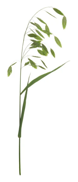 Woodoats Chasmanthium Latifolium Isolated White Background — Stock Photo, Image