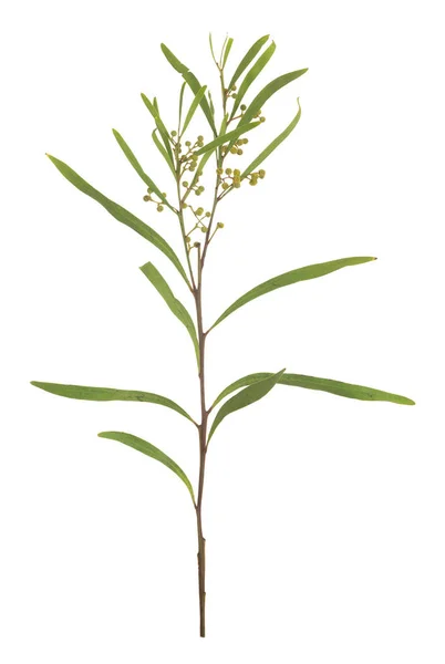 Acacia Plant Geïsoleerd Witte Achtergrond — Stockfoto