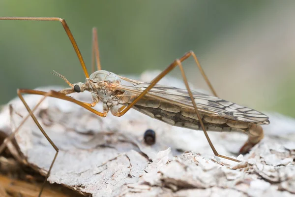 Vôo Fêmea Guindaste Tipulidae Casca — Fotografia de Stock