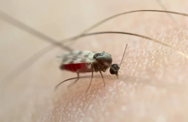 Mosca Nera Succhiare Sangue Sulla Pelle Umana — Foto Stock