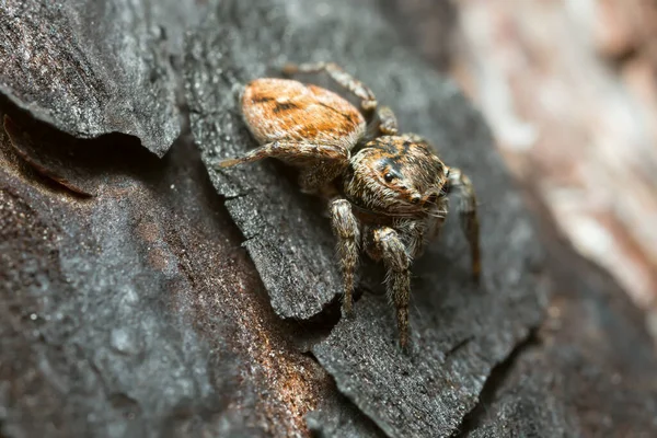 Hoppande Spindel Evarcha Falcata Bränd Bark — Stockfoto