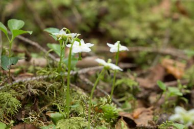 Tek çiçekli keklik üzümü, Moneses uniflora