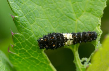 Genç yaşlı kırlangıç, Papilio machaon larvası yaprakla besleniyor.