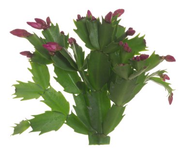 Sahte Noel kaktüsü, beyaz arka planda izole edilmiş Schlumbergera truncata