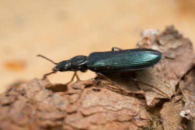 Tahtadaki Pytho bunalımı