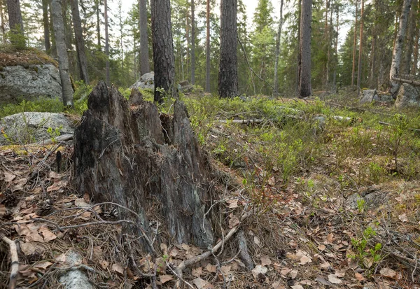 Stub Smíšeném Přírodním Lese Částečně Spálenými Stromy Vytváří Důležité Prostředí — Stock fotografie