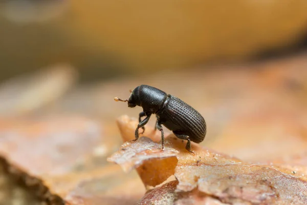 高倍率で撮影された木の上にヒイラギ樹皮カブトムシ — ストック写真