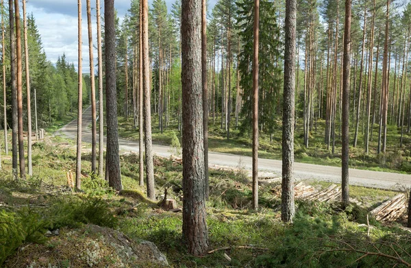 Dalarna Yolun Önündeki Çam Ormanı Sveç — Stok fotoğraf