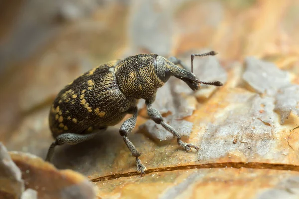 Macro Photo Coléoptère Museau Hylobius Abietis Sur Écorce — Photo