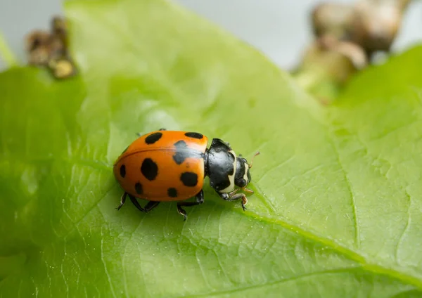 Ceratomegilla Notata Blad — Stockfoto