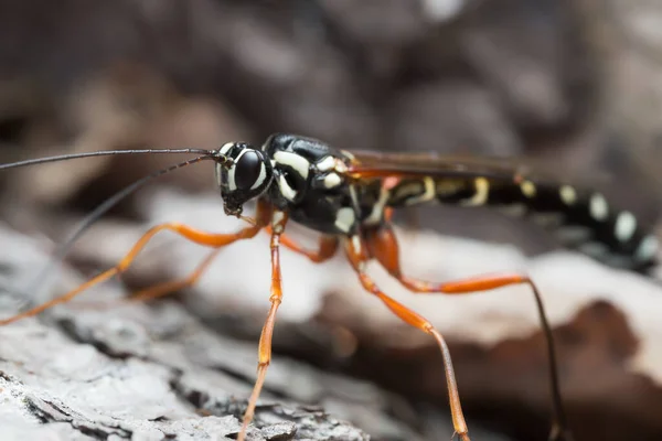 Gewöhnlicher Glühwürmchen Lampyris Noctiluca Larve Auf Felsen Makroaufnahme — Stockfoto