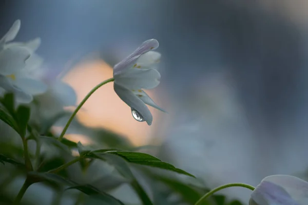 Wood Anemone Anemone Nemorosa Springtime Waterdrop — Stock Photo, Image