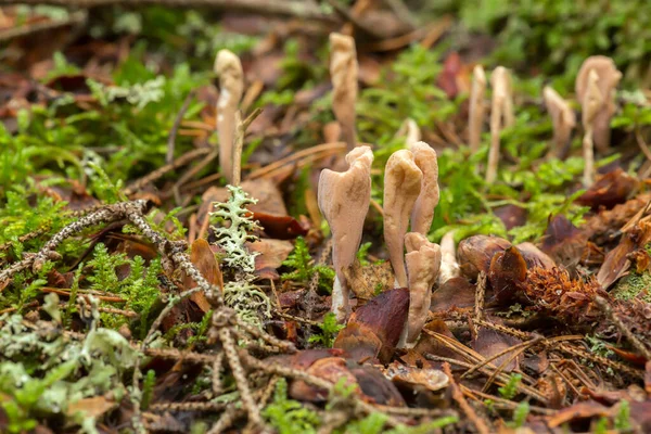 Club Fungi Clavariadelphus Росте Хвойних Умовах — стокове фото