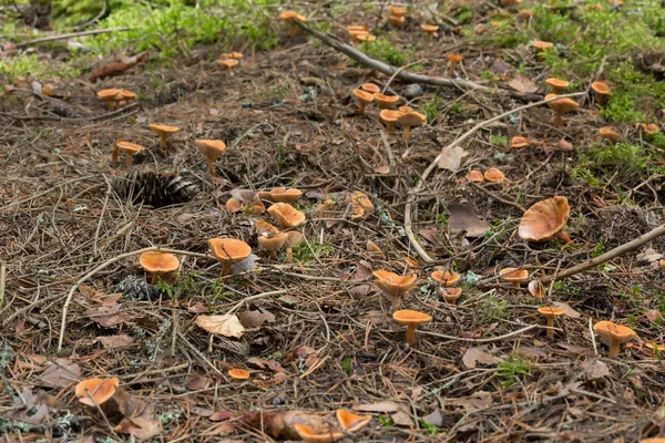 Grzyby Russulaceae Środowisku Iglastym — Zdjęcie stockowe