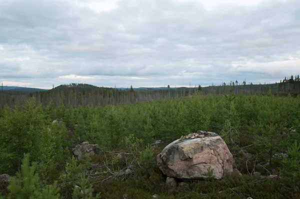 Çam Bitkilerinin Arasında Kaya Arka Planda Yanmış Orman Yer Dalarna — Stok fotoğraf