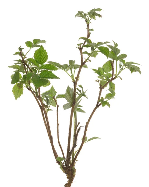 Raspberry Bush Isolated White Background — Stock Photo, Image