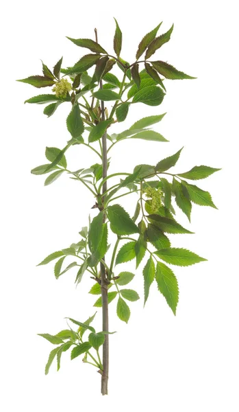 Blommande Röda Fläderbär Kvist Sambucus Racemosa Isolerad Vit Bakgrund — Stockfoto