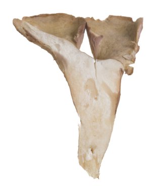 Beyaz arkaplanda menekşe chanterelle, Gomphus clavatus izole 