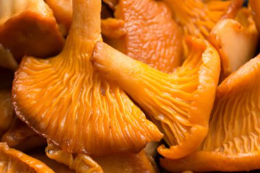 Pişirilmiş chanterelle, Cantharellus cibarius