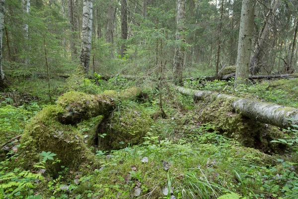 Fallen Birch Trees Natural Mixed Forest Sweden — Photo