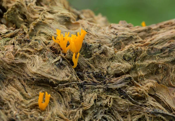 Yellow Stagshorn Calocera Viscosa Wood — Stock Photo, Image