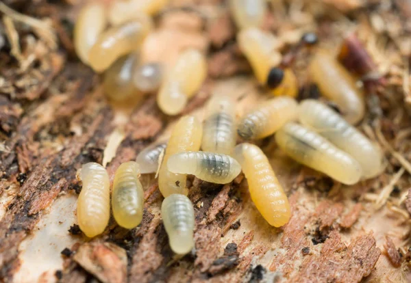 Larvas Myrmycinae Madeira Formiga Pode Ser Visto Fundo — Fotografia de Stock