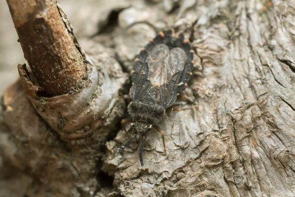 Flat Bug Aradus Betulinus Wood — 스톡 사진