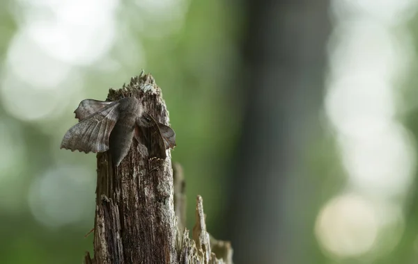 Poplar Hawk Moth Laothoe Populi Wood — стоковое фото