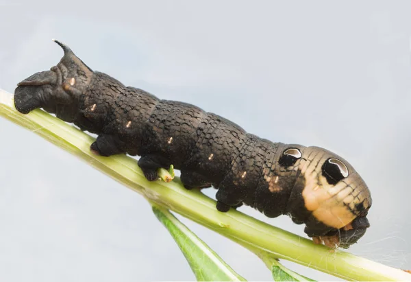 Fil Şahin Güvesi Deilephila Elpenor Larvası Ateş Otunun Üzerinde — Stok fotoğraf